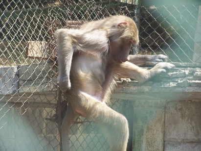 Айтоският зоопарк се стяга за комисия, разширява клетките на маймуните