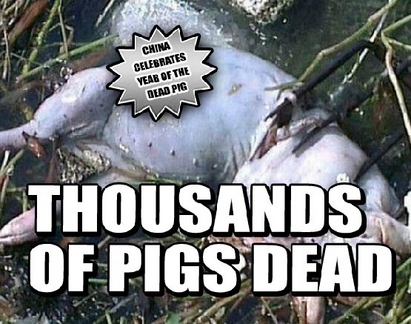 Хиляди мъртви свине в река Хуанпу, Шанхай в шок