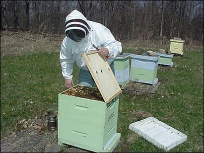 Странджа остана без пчели, над 80 процента от семействата са мъртви