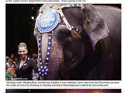 Цирков слон ранен в гангстерска престрелка в САЩ
