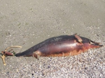 Черно море пак изхвърли мъртъв делфин