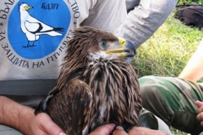Бракониери застреляха защитен царски орел край Карнобат