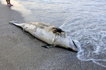 7 мъртви делфина са открити в Бургаско само през април