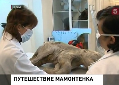 Дете намери мамут на 4 000 години, половият му орган е запазен (ВИДЕО)