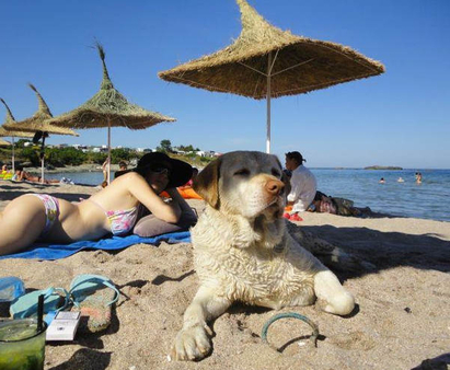 Разхождането на куче по плажа вече е забранено