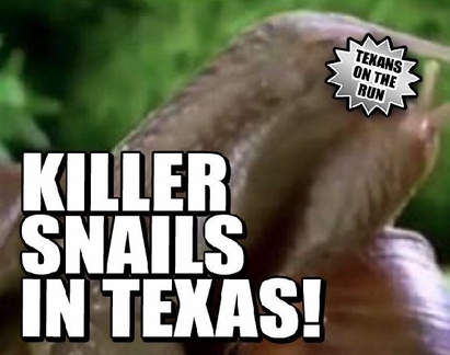 Охлюви убийци плъзнаха в Тексас