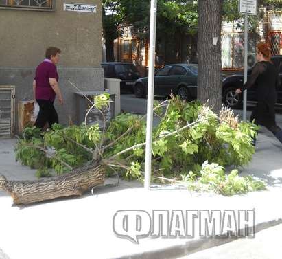 Вятърът разцепи дърво в Бургас на метри от кестена, който уби Пейо