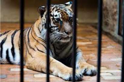 Ужас! Тигри изядоха жена в зоопарк