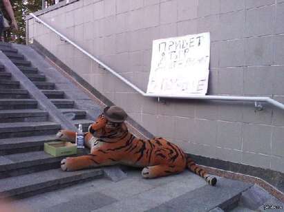 Тигър-алкохолик проси в Киев