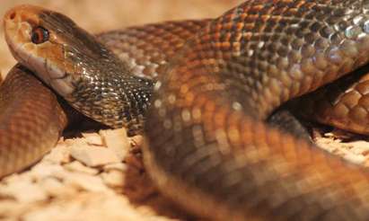 Редки змии едва не се опекоха в Морската градина в Бургас