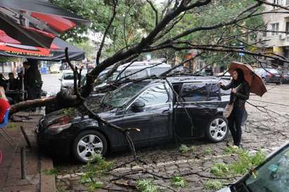 Паднало дърво помля коли в центъра на София