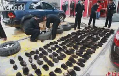 Заловиха 213 мечешки лапи на китайската граница (ВИДЕО)
