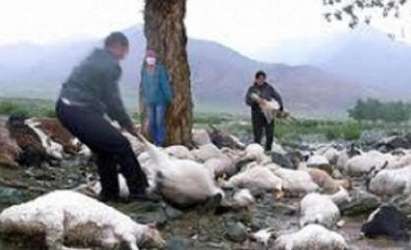 Мълния уби 355 овце, бие рекорд на Гинес