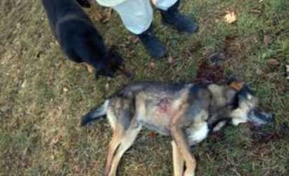 Кравар застреля бездомно куче с незаконна пушка в Гълъбец, нападнало жена му