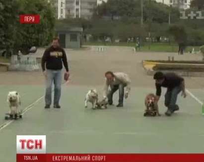 Кучета карат скейтборд, станаха звезди в Интернет (ВИДЕО)
