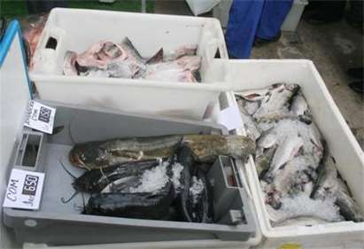 Удариха незаконните пунктове за риба от Бургас до Приморско