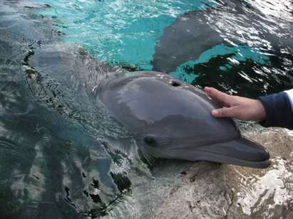Скандал! Новоизлюпено сдружение взема 3 милиона лева, за да брои делфините по морето