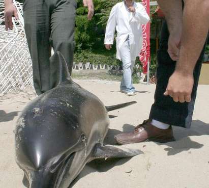 Пропадна далаверата с броенето на делфините за 3,5 млн. лева след обществения скандал