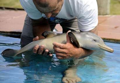 Еколози пръснаха 25 хил. лева за кетъринг на семинар за делфините в Поморие