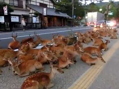 Стадо елени се търкаля на пътя в Нара, хората им се радват (ВИДЕО)
