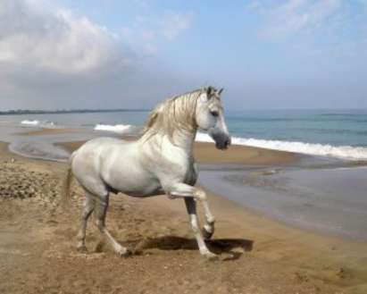 В Приморско търсят най-издържливия кон