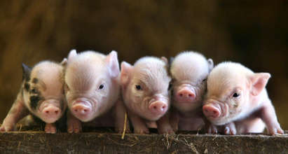 Откраднаха 18 прасенца от свинарник край Ахтопол