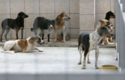 Румъния прие закон за евтаназия на бездомните кучета