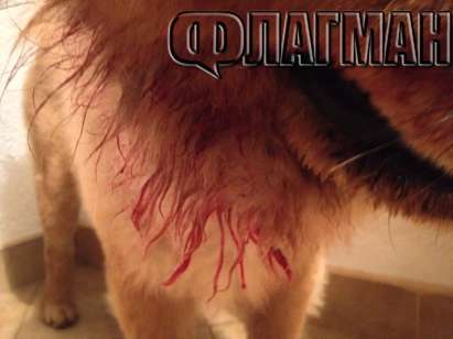 Питбул-убиец напада в ж.к. "Славейков", разкъса за секунди друго куче