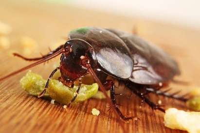 Хлебарка изпълзя от готова храна за 3-годишно дете