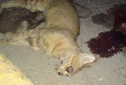Масово обезглавяват и тровят котки в Дупница