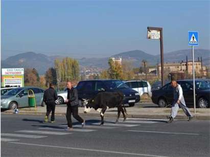 Разгонена крава тича 40 километра да си търси бик