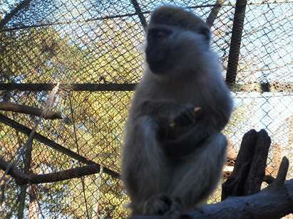Маймунка-джебчия е прибрана в клетка в Айтос