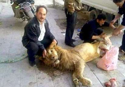 Ужас! Гладни изядоха два лъва от зоопарка в Дамаск!