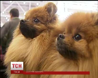 Пет хиляди кучета от 200 породи на международна изложба в Киев (ВИДЕО)