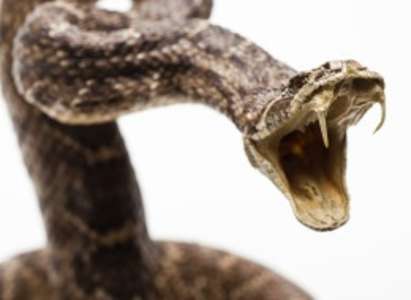 Змия ухапа мъж по пениса докато бил в обществена тоалетна (ВИДЕО)