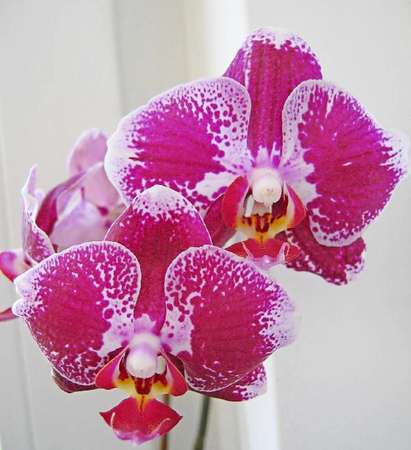„Незаконните” орхидеи на Митница Бургас се оказаха куха пиар акция