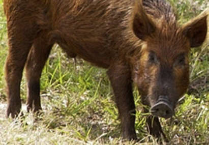 Натопиха бургаския кмет в незаконен лов, но той гръмнал 40-килограмово прасенце легално