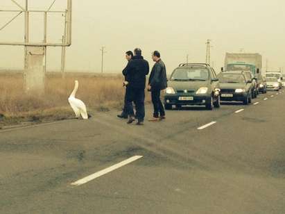 Спасиха лебед на пътя Бургас - Слънчев бряг