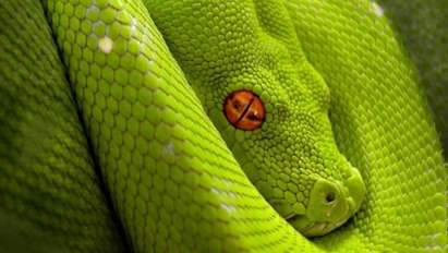 Всички жени са змии - вижте коя е вашата!