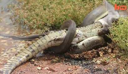Змия изяде крокодил след петчасова битка