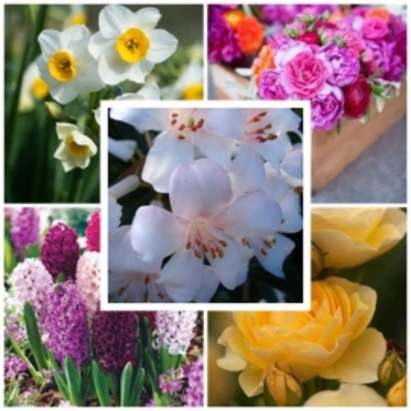 Какво цвете да подарите на половинката ви за 8 март според зодията й?
