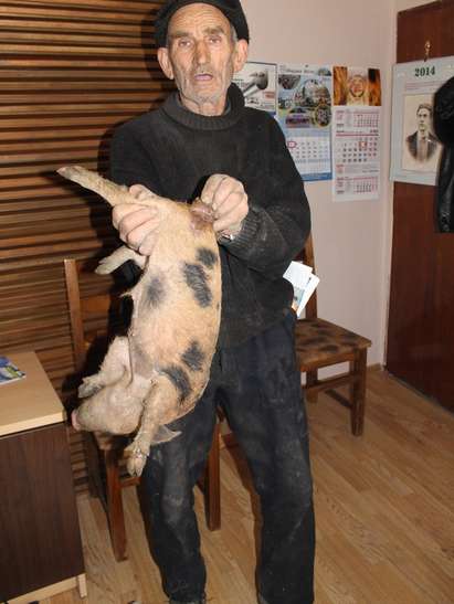 Свински канибализъм в Айтос, животновъд изнемогва от липса на средства