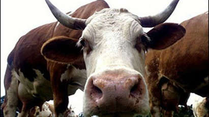 "Луда крава" върлува в Гърция, измират животни