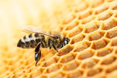 Пчели-убийци нападнаха японски остров, властите се чудят как да ги унищожат