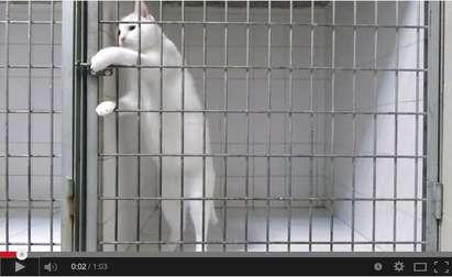 Котка от ветеринарна клиника стана герой в YouTube