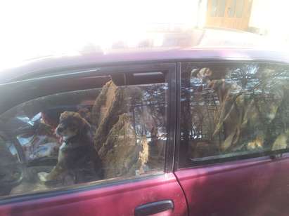 Помориец натъпка с кучета автомобила си, държи ги като затворници