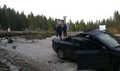 Възмутен гражданин: Дърво падна върху колата ми. Трябваше ли да умрем, за да се вземат мерки?