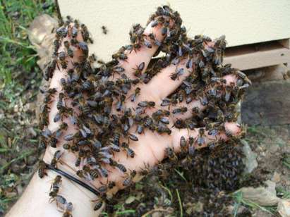 Пчели нажилиха до смърт 60-годишен мъж в карнобатското село Козаре