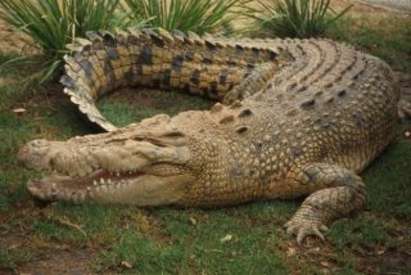 Крокодил пострада, след като върху него падна счетоводителка