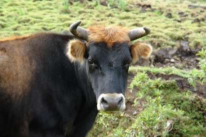 Пастирът, ритнат от бик в сунгурларското село Черница е в медикаментозна кома, състоянието му е тежко